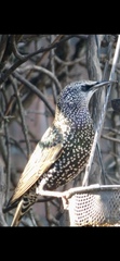 Sturnus vulgaris