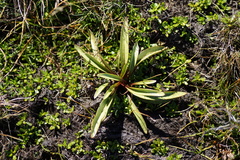 Gentianella corymbifera gracilis