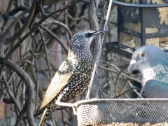 Sturnus vulgaris