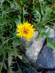 Taraxacum officinale