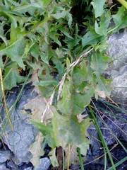 Taraxacum officinale
