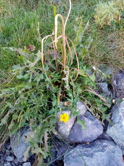 Taraxacum officinale