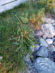 Taraxacum officinale