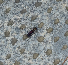 Cosmodela separata