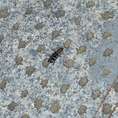 Cosmodela separata