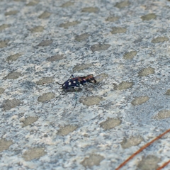 Cosmodela separata