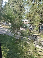 Pinus