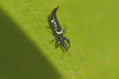Compsothrips albosignatus