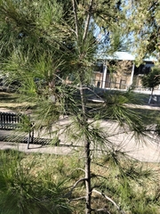 Pinus