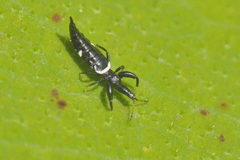 Compsothrips albosignatus