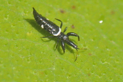 Compsothrips albosignatus