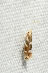 Bucculatrix canadensisella