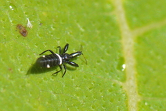 Compsothrips albosignatus