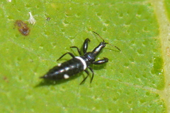 Compsothrips albosignatus