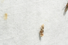 Bucculatrix canadensisella