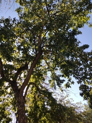 Maclura pomifera
