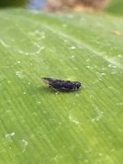 Scaphytopius loricatus