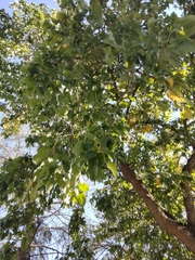 Maclura pomifera