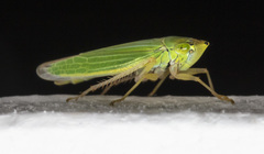 Draeculacephala noveboracensis