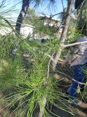 Pinus