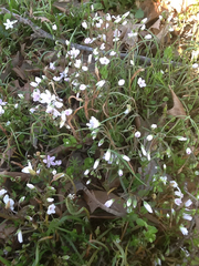 Claytonia