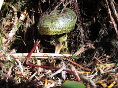 Lactarius olivaceoumbrinus