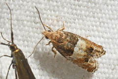Eucosma parmatana