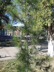 Pinus