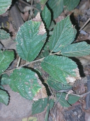Grewia flavescens