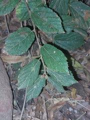 Grewia flavescens