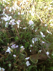 Claytonia