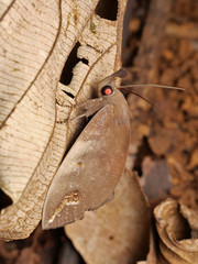 Tetrisia florigera