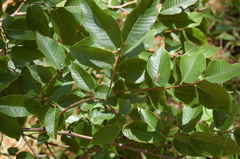 Ulmus mexicana