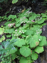 Begonia jaliscana