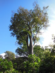 Ulmus mexicana
