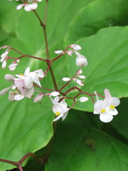 Begonia jaliscana
