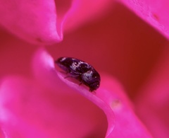 Paranovelsis bitaeniatus