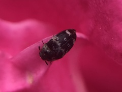 Paranovelsis bitaeniatus