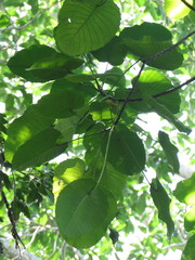 Hura polyandra