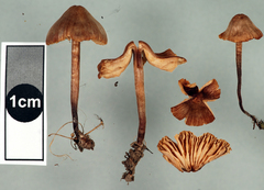 Macrocystidia