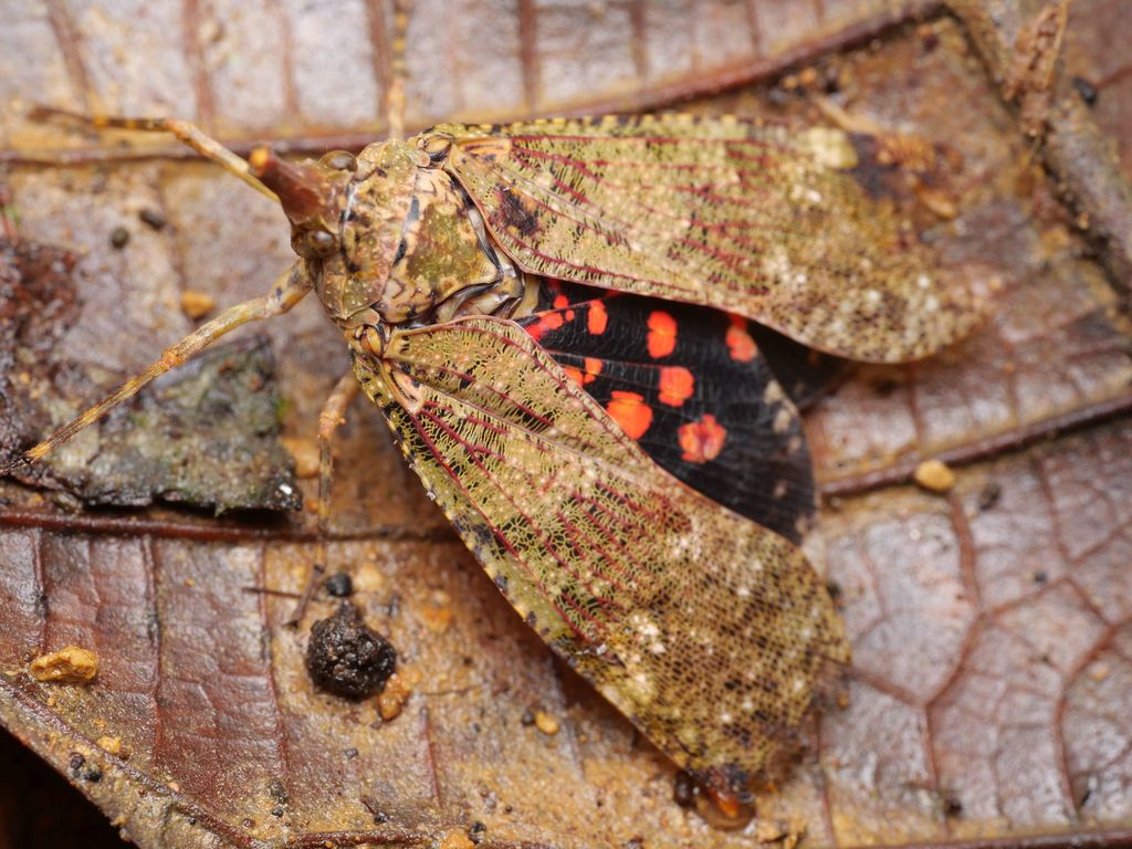 Diareusa conspersa