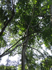 Hura polyandra