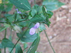 Dicliptera resupinata