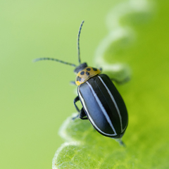 Disonycha conjuncta