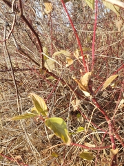 Cornus sericea