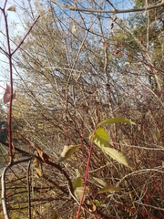 Cornus sericea