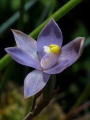 Thelymitra peniculata