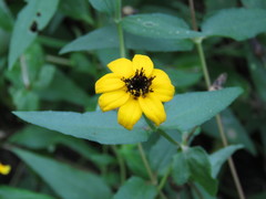 Zinnia maritima