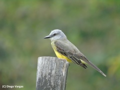 Tropical Kingbird photo 5