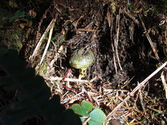 Lactarius olivaceoumbrinus